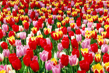 farbenfrohes Tulpenbeet