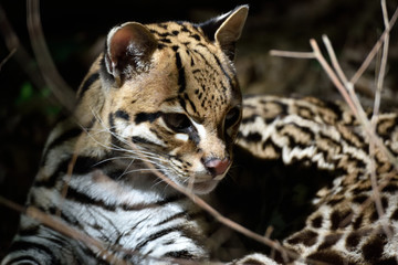 Ocelot
