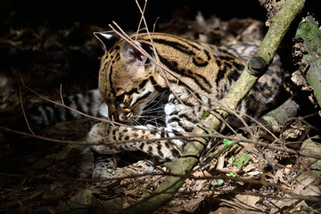 Ocelot