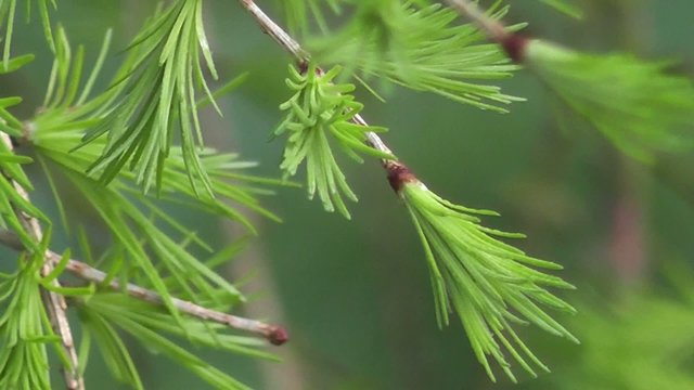 Lush Green Spring Larch Leaves Bursting into New Life 