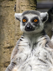 Ring-tailed lemur (Lemur catta)