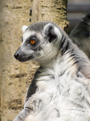Naklejka na ściany i meble Ring-tailed lemur (Lemur catta)