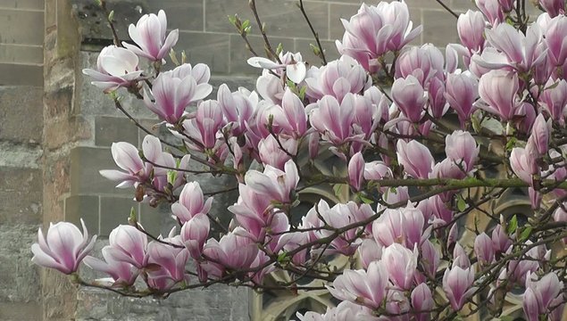 Magnolia Soulangeana Tree Blooming in Spring Garden