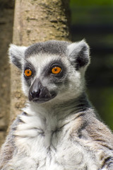 Ring-tailed lemur (Lemur catta)