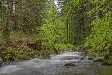 Ruisseau de montagne