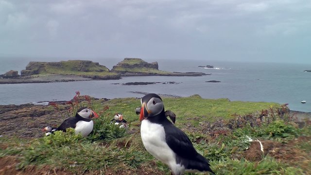 The arctic puffin