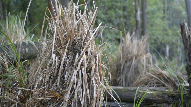Chiffchaff's nest. Close-up view