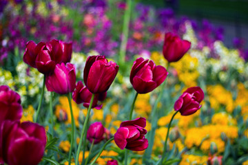 Tulipani di St. James Park