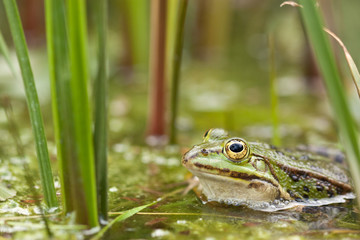 Teichfrosch (Pelophylax kl. esculentus)