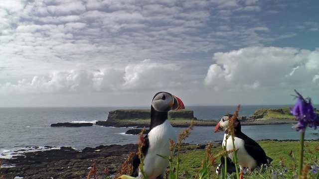 The arctic puffin