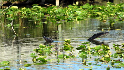 Obraz na płótnie Canvas Everglades N.P. - The gator
