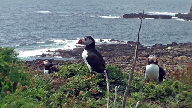 The arctic puffin
