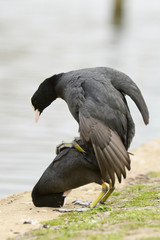 copulation part 3 - Eurasian Coot, Coot