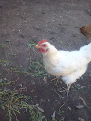 Белая курица смотрит в объектив