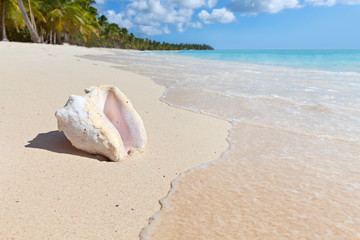 Fototapeta na wymiar Seashell on saona island