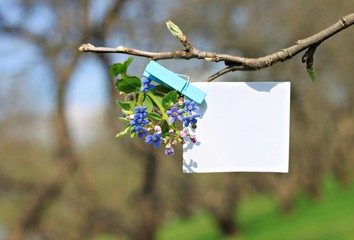 empty note pin with forget-me-not spring flower