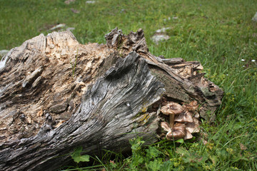 Rotten stump in the forest