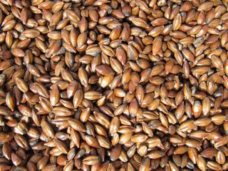 Semillas de cebada tostada, roasted barley.