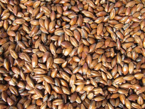 Semillas de cebada tostada, roasted barley.