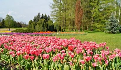 Pink tulips in botanical garden