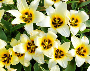 Yellow tulips in botanical garden
