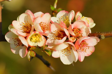 quince flower - Chaenomeles speciosa