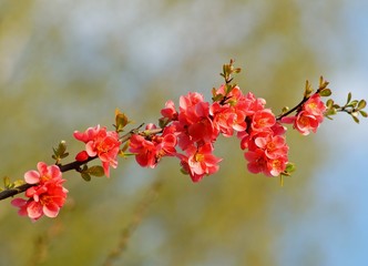 quince flower - Chaenomeles speciosa