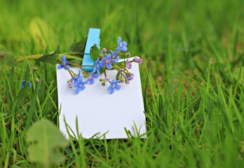 Empty paper not with pinned flower on fresh green lawn
