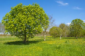 Obraz premium Chestnut tree in a sunny field in spring