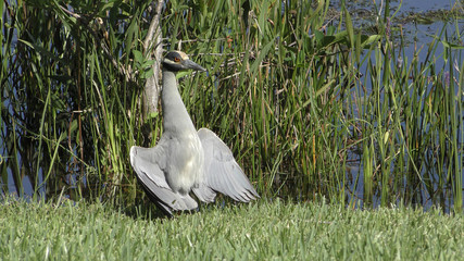 Yellow crowned night heron