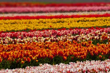 Crédence de cuisine en verre imprimé Tulipe Champ de tulipes en pleine floraison