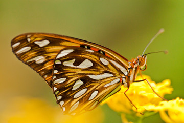 Vanillefalter (Agraulis vanillae)