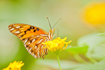 Vanillefalter (Agraulis vanillae)