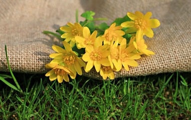 bright field flowers on burlap bag and lawn