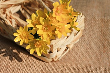 yellow spring flowers sunlit burlap background