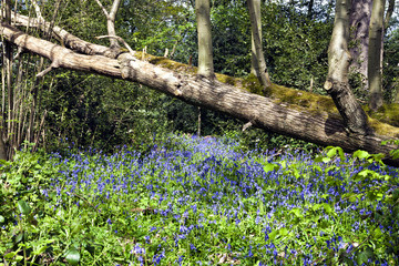 Fototapeta premium Springtime bluebells in a woodland under fallen tree