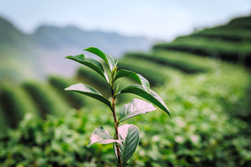 Tea leaves at tea plantation of northern Thailand  at sunrise