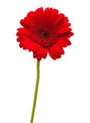 Gerbera isolated on white