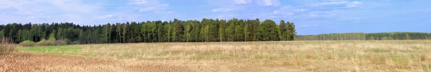 young spring forest and blue sky panoramic