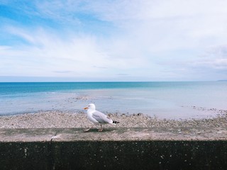 Seagull and the ocean