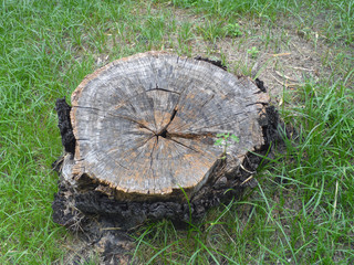 Naklejka premium photo of a tree stump