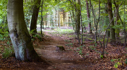 Fototapeta premium Footpath