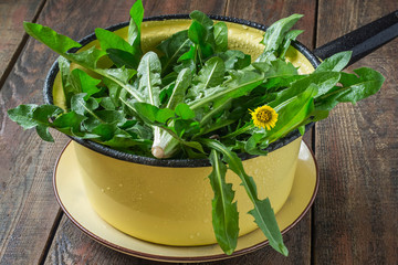 Washed dandelion leaves for a salad
