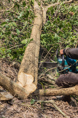 Fototapeta premium logger worker cutting timber tree in forest with chainsaw
