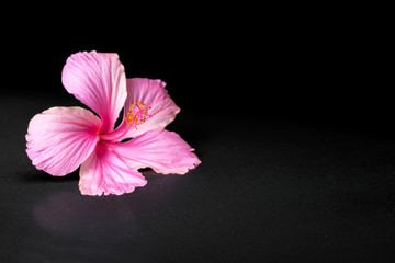 pink hibiscus flower on black background with drops, closeup