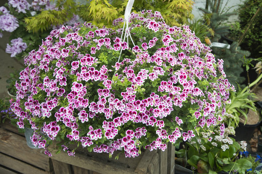 Fototapeta Pelargonium crispum, Duftpelargonie