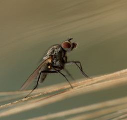 Sie nervt, sie stört, doch sie ist faszinierend