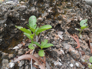 Small Tree Midst Stone