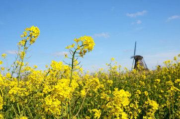 Flowers of rape against the sky and air Mill in the Netherlands