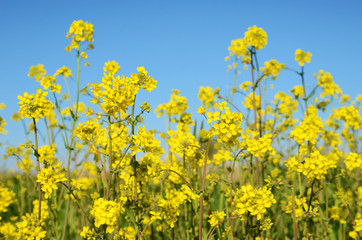 Flowers of rape against a background of blue sky with clouds and